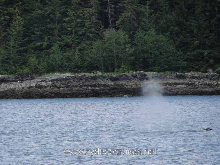 154: Carnival Spirit - Auke Bay - Whale Quest - Humpback Whale