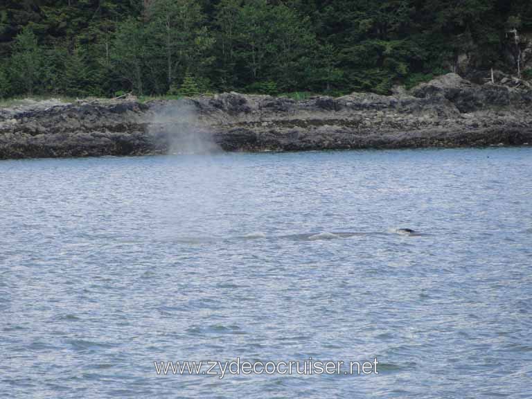 155: Carnival Spirit - Auke Bay - Whale Quest - Humpback Whale