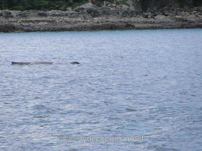 156: Carnival Spirit - Auke Bay - Whale Quest - Humpback Whale