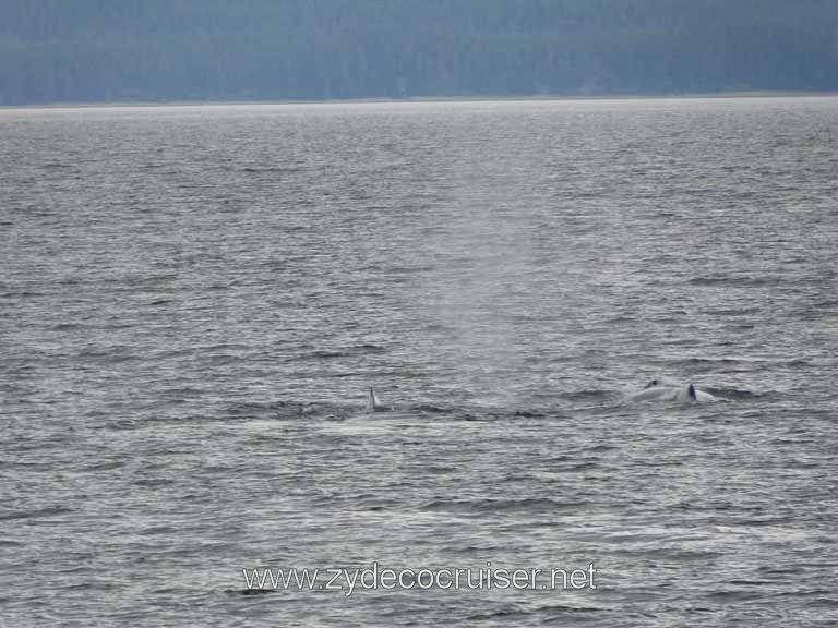 160: Carnival Spirit - Auke Bay - Whale Quest - Humpback Whales