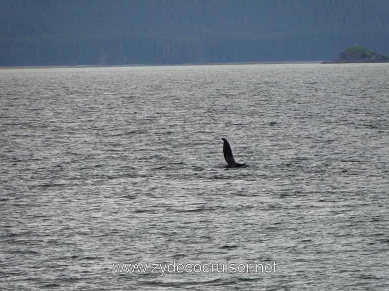 161: Carnival Spirit - Auke Bay - Whale Quest - Humpback Whale