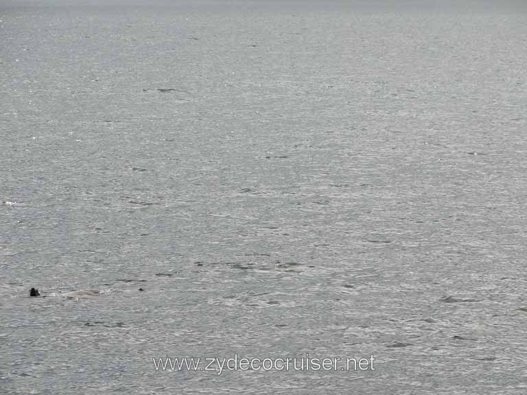 169: Carnival Spirit - Auke Bay - Whale Quest 