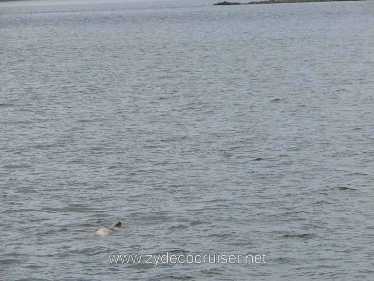 170: Carnival Spirit - Auke Bay - Whale Quest 