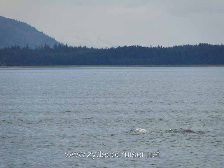 171: Carnival Spirit - Auke Bay - Whale Quest - Humpback Whale