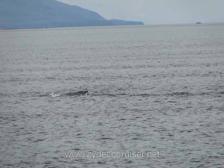 172: Carnival Spirit - Auke Bay - Whale Quest - Humpback Whale