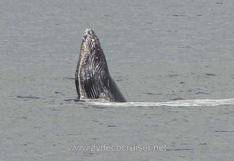 173: Carnival Spirit - Auke Bay - Whale Quest - Humpback Whale