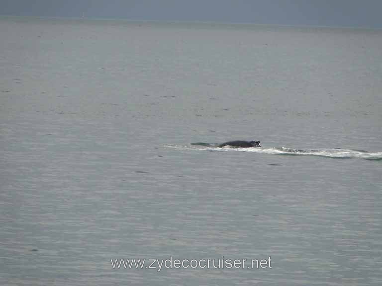 174: Carnival Spirit - Auke Bay - Whale Quest - Humpback Whale