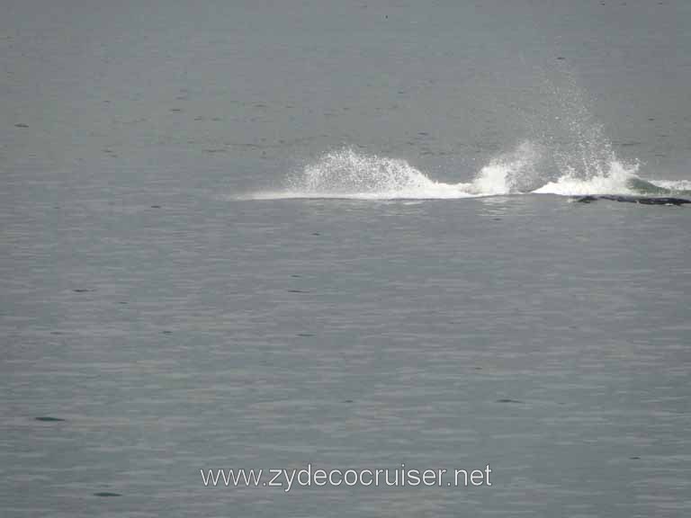 175: Carnival Spirit - Auke Bay - Whale Quest - Humpback Whale