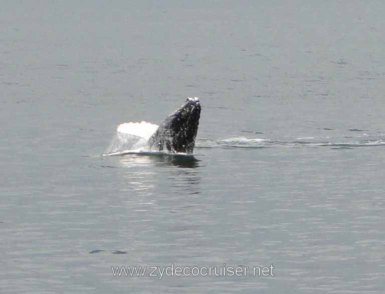 176: Carnival Spirit - Auke Bay - Whale Quest - Humpback Whale