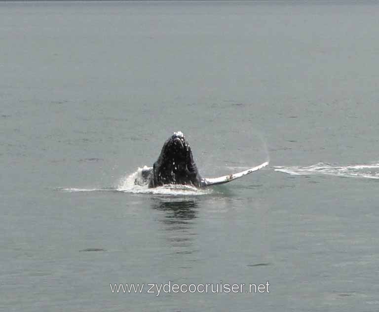 178: Carnival Spirit - Auke Bay - Whale Quest - Humpback Whale