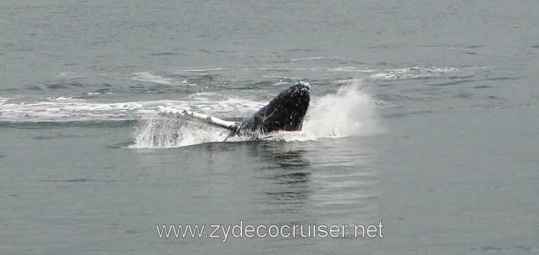 179: Carnival Spirit - Auke Bay - Whale Quest - Humpback Whale