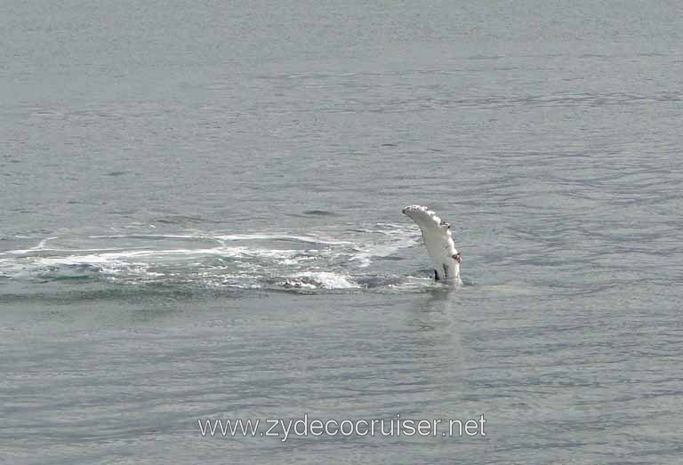 180: Carnival Spirit - Auke Bay - Whale Quest - Humpback Whale