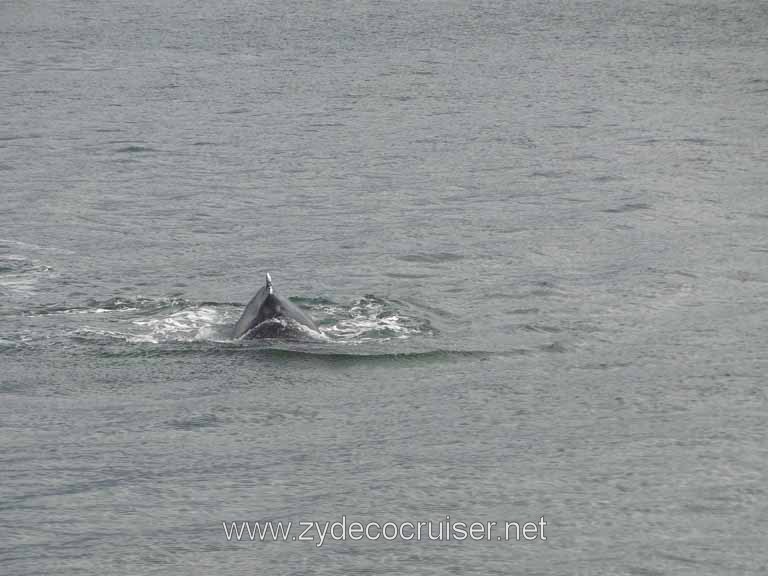 181: Carnival Spirit - Auke Bay - Whale Quest - Humpback Whale