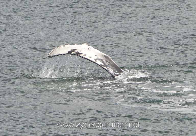 183: Carnival Spirit - Auke Bay - Whale Quest - Humpback Whale