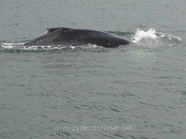 184: Carnival Spirit - Auke Bay - Whale Quest - Humpback Whale