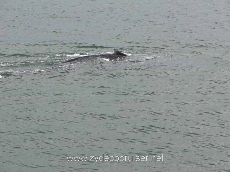 185: Carnival Spirit - Auke Bay - Whale Quest - Humpback Whale