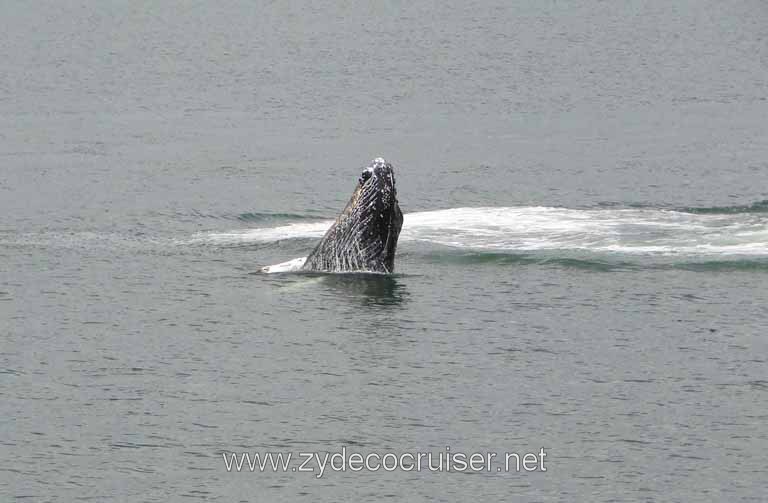 186: Carnival Spirit - Auke Bay - Whale Quest - Humpback Whale