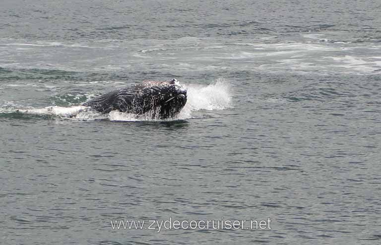 187: Carnival Spirit - Auke Bay - Whale Quest - Humpback Whale