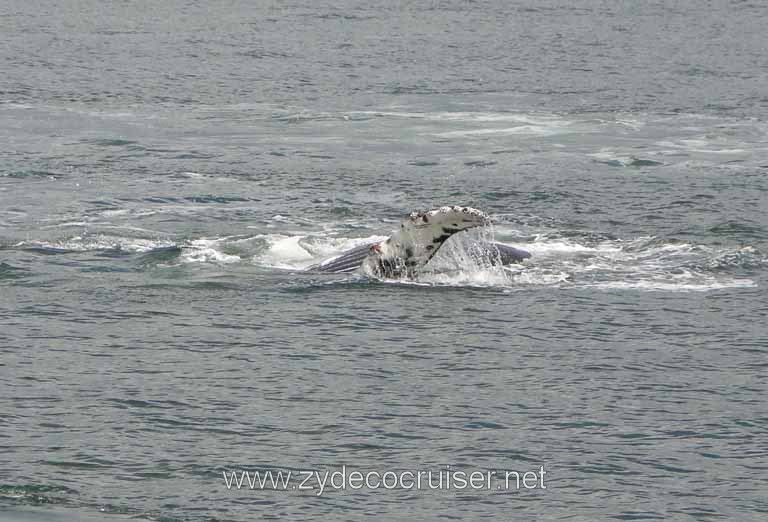 188: Carnival Spirit - Auke Bay - Whale Quest - Humpback Whale