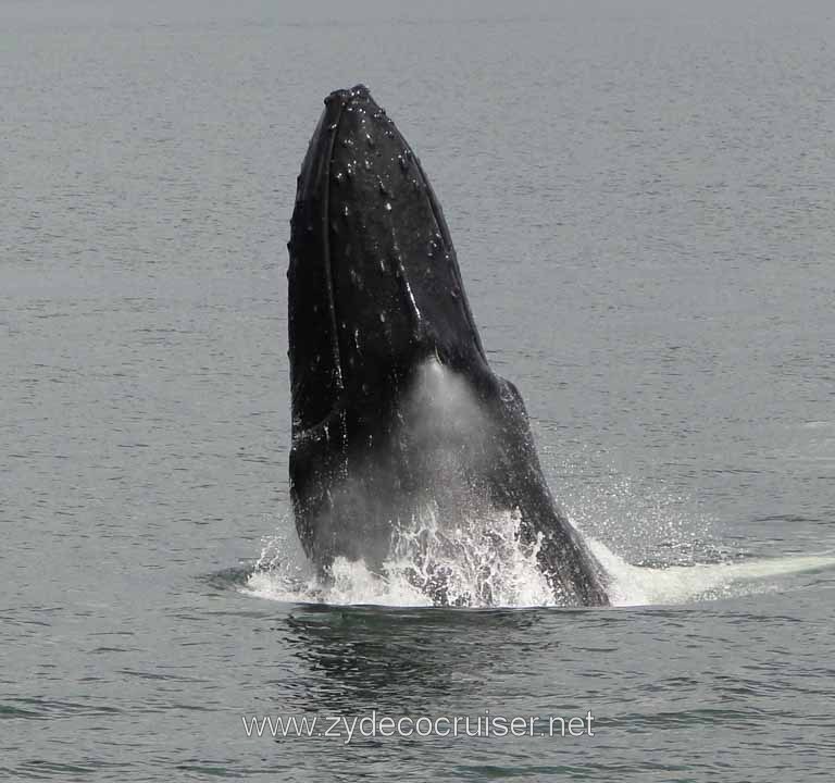 189: Carnival Spirit - Auke Bay - Whale Quest - Humpback Whale