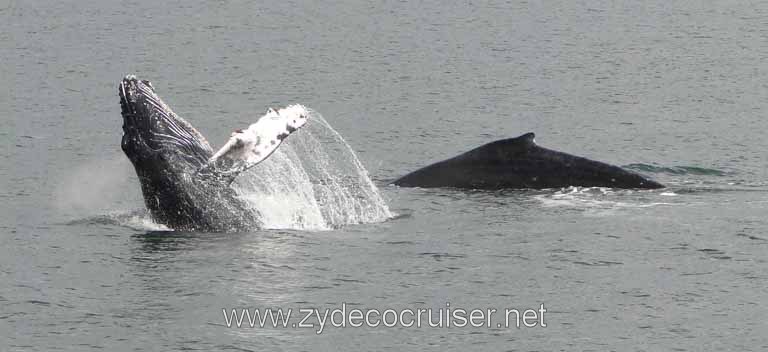 190: Carnival Spirit - Auke Bay - Whale Quest - Humpback Whales