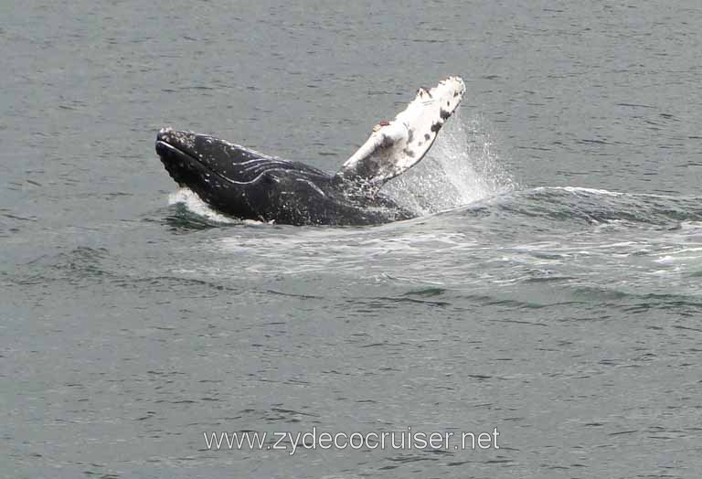 191: Carnival Spirit - Auke Bay - Whale Quest - Humpback Whale