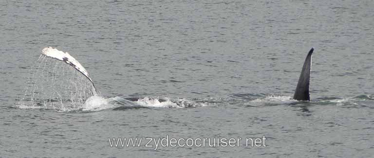 192: Carnival Spirit - Auke Bay - Whale Quest - Humpback Whales