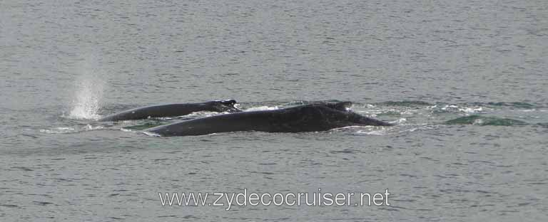 193: Carnival Spirit - Auke Bay - Whale Quest - Humpback Whales