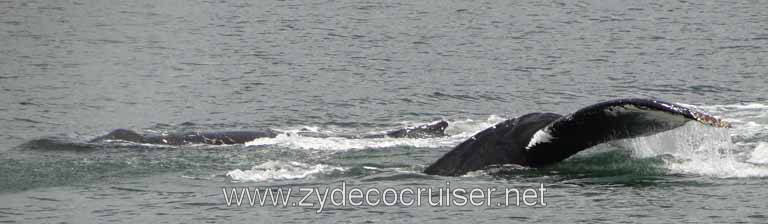 194: Carnival Spirit - Auke Bay - Whale Quest - Humpback Whales