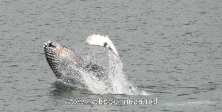 195: Carnival Spirit - Auke Bay - Whale Quest - Humpback Whale