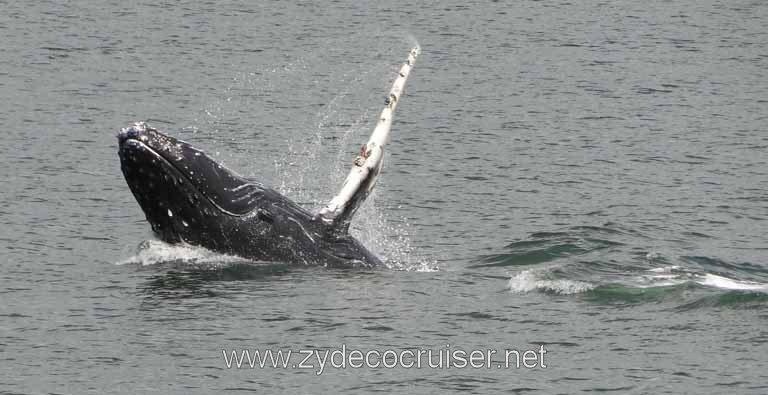 196: Carnival Spirit - Auke Bay - Whale Quest - Humpback Whale