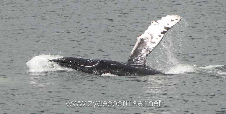 197: Carnival Spirit - Auke Bay - Whale Quest - Humpback Whale