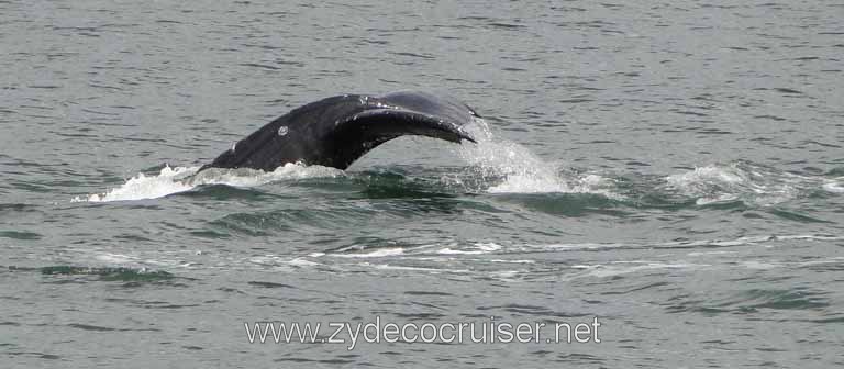 198: Carnival Spirit - Auke Bay - Whale Quest - Humpback Whale