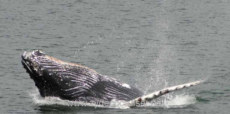199: Carnival Spirit - Auke Bay - Whale Quest - Humpback Whale