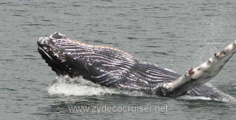 200: Carnival Spirit - Auke Bay - Whale Quest - Humpback Whale