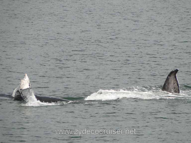 201: Carnival Spirit - Auke Bay - Whale Quest - Humpback Whales