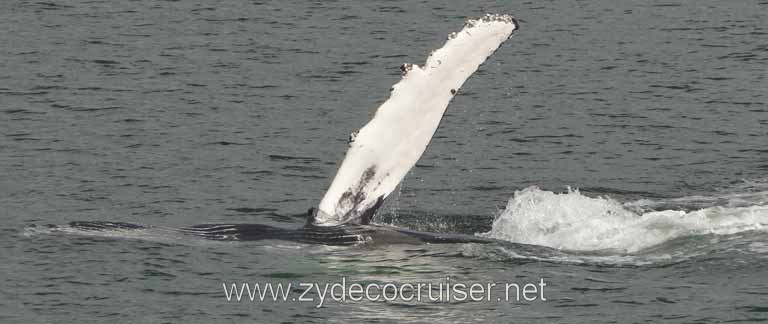202: Carnival Spirit - Auke Bay - Whale Quest - Humpback Whale