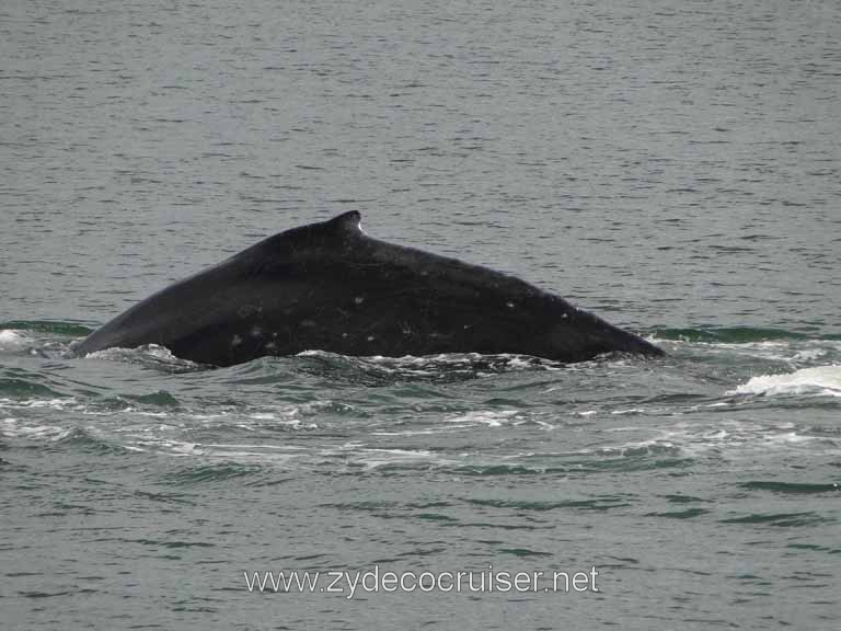 203: Carnival Spirit - Auke Bay - Whale Quest - Humpback Whale
