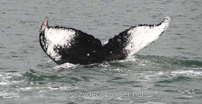 205: Carnival Spirit - Auke Bay - Whale Quest - Humpback Whale Fluke