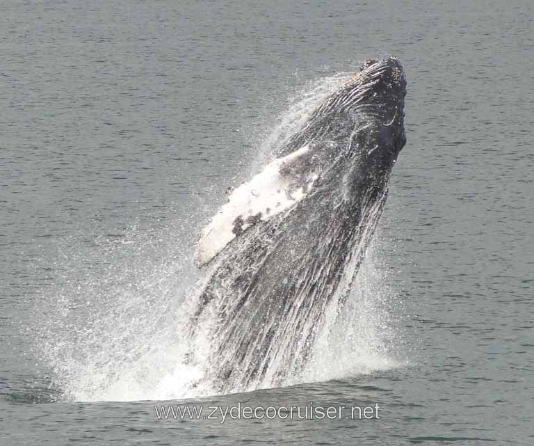 206: Carnival Spirit - Auke Bay - Whale Quest - Humpback Whale