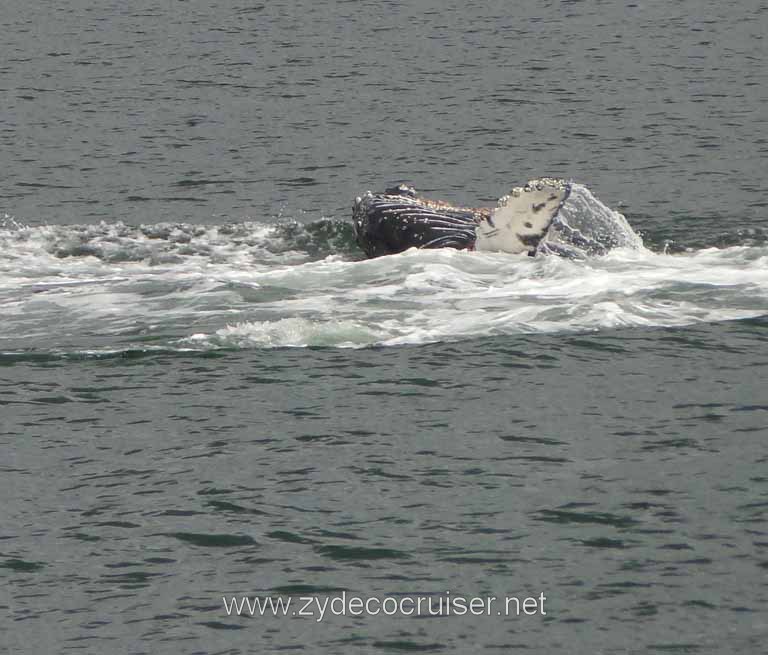 207: Carnival Spirit - Auke Bay - Whale Quest - Humpback Whale