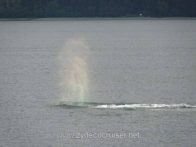 208: Carnival Spirit - Auke Bay - Whale Quest - Humpback Whale