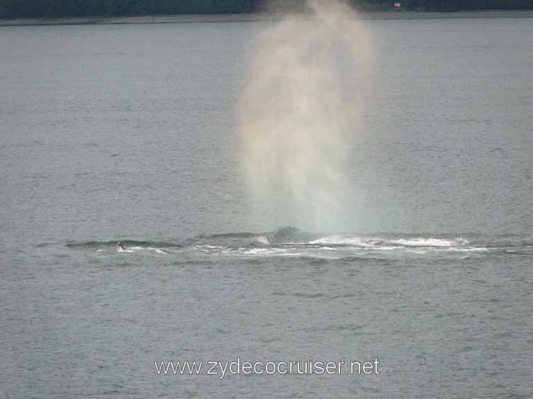 209: Carnival Spirit - Auke Bay - Whale Quest - Humpback Whale