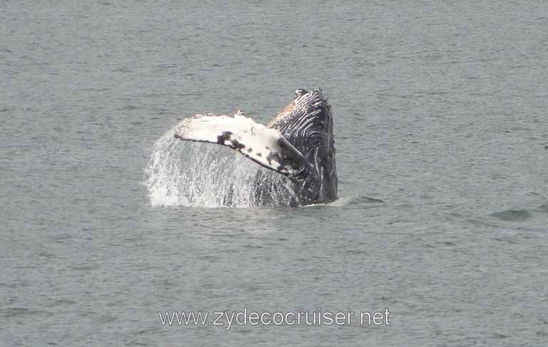 210: Carnival Spirit - Auke Bay - Whale Quest - Humpback Whale