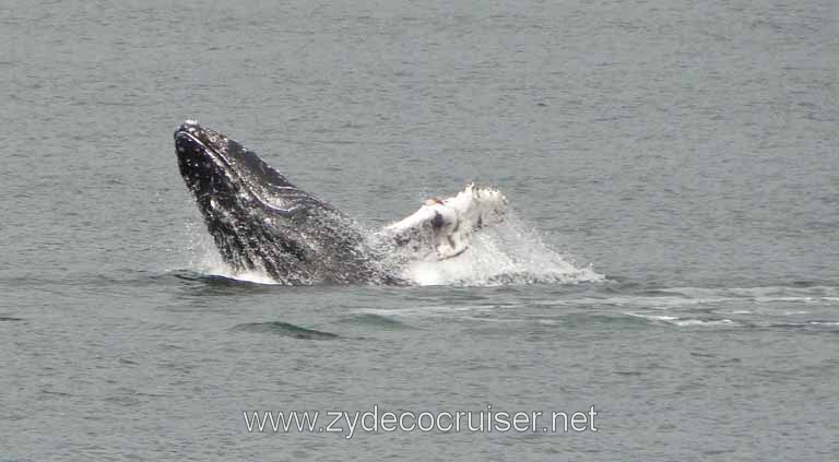 211: Carnival Spirit - Auke Bay - Whale Quest - Humpback Whale
