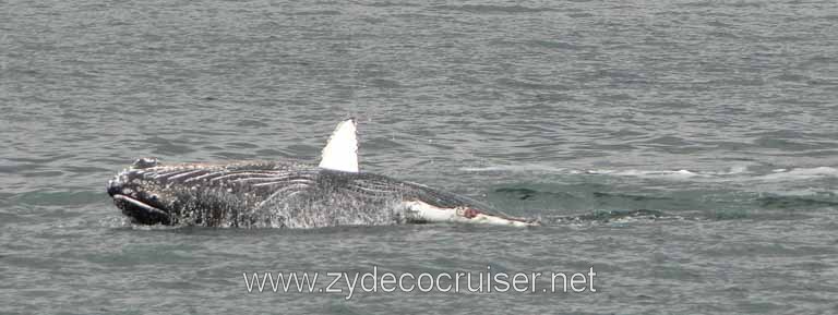 212: Carnival Spirit - Auke Bay - Whale Quest - Humpback Whale