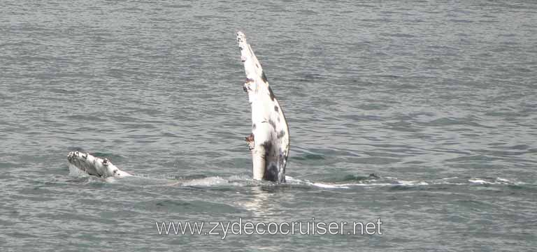 213: Carnival Spirit - Auke Bay - Whale Quest - Humpback Whale