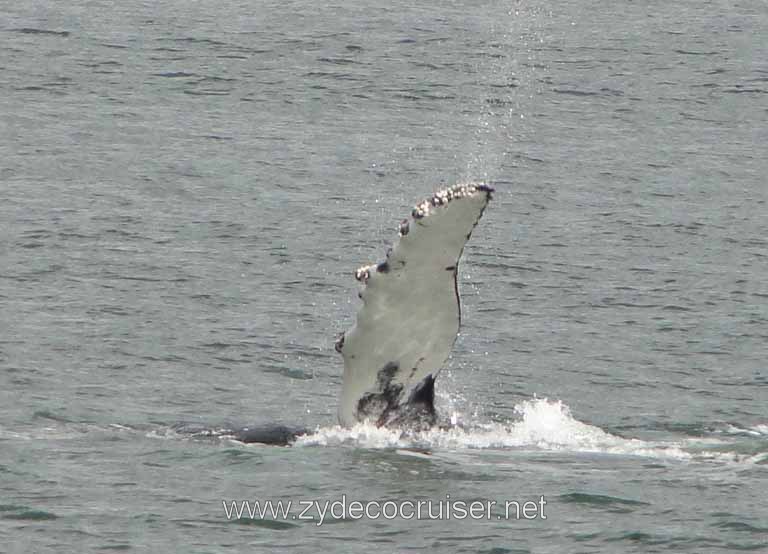 214: Carnival Spirit - Auke Bay - Whale Quest - Humpback Whale