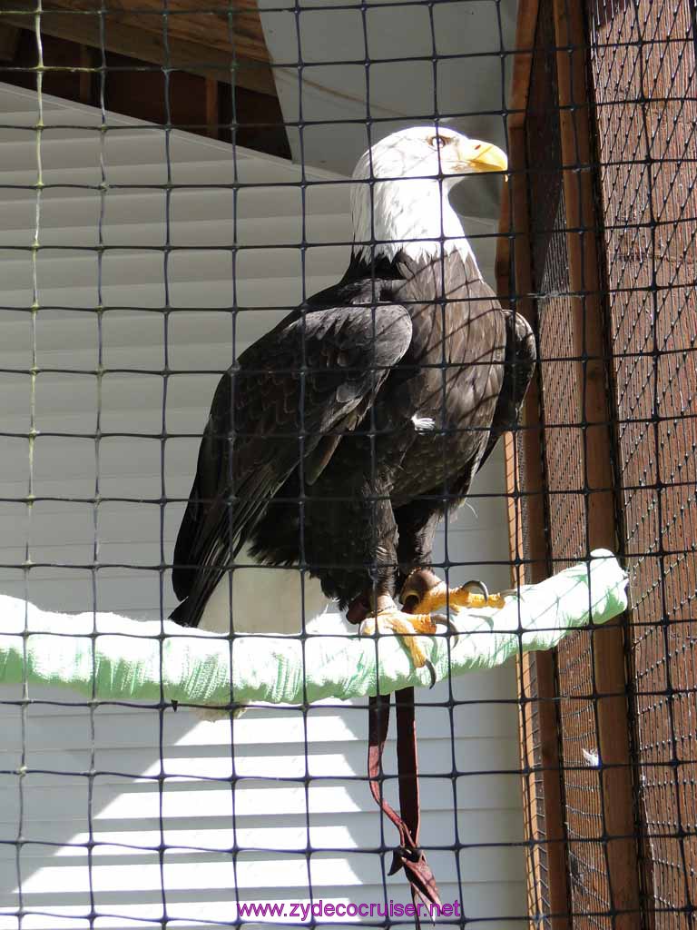 012: Sitka - Alaska Raptor Center - Volta - Bald Eagle