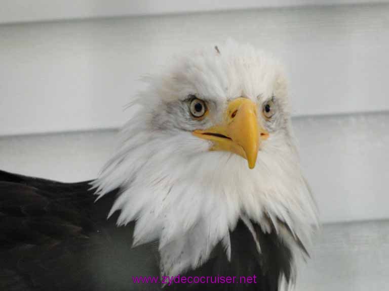 016: Sitka - Alaska Raptor Center - Bald Eagle